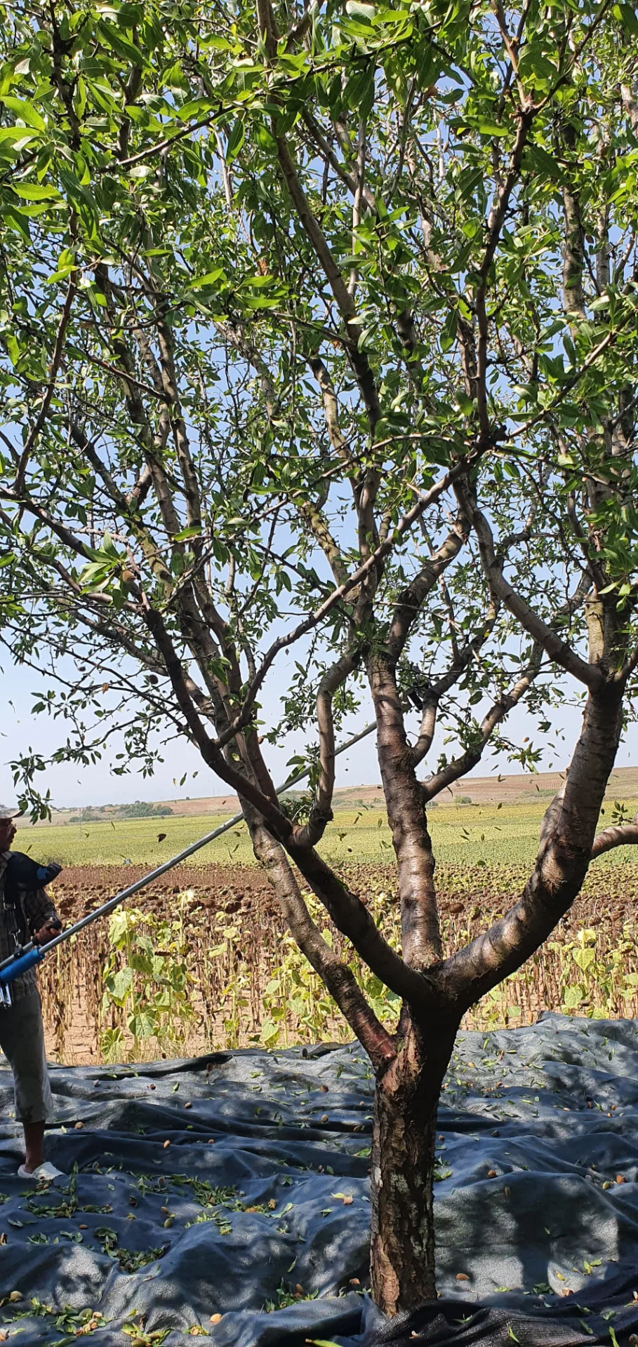Hasat sırasında ağacın altına serilen brandaya sırıkla silkelenen badem meyveleri